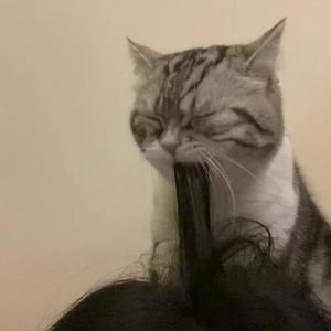 欧美激情高清免费不卡
